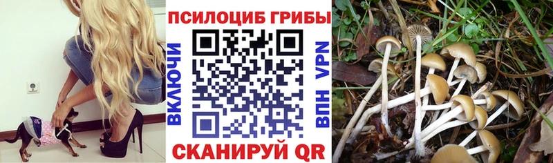 Галлюциногенные грибы Psilocybe  дарнет шоп  блэк спрут ТОР  Пыталово 